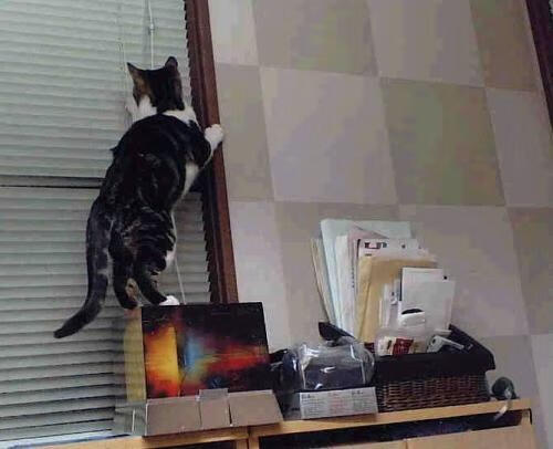 开云APP-UFC冠军赛延期，对手签证问题致使比赛推迟，ufc2020年比赛时间表及地点