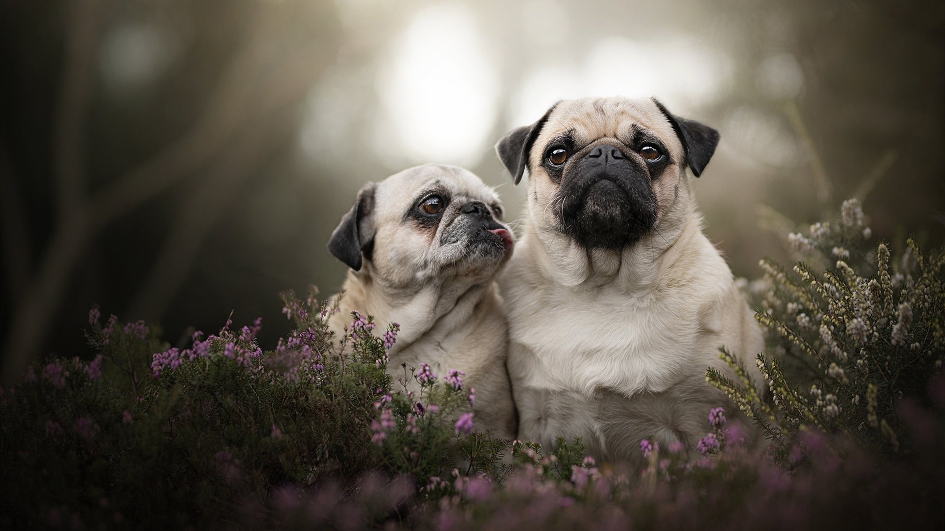 UFC冠军赛延期,对手签证问题致使比赛推迟,ufc2020年比赛时间表及地点