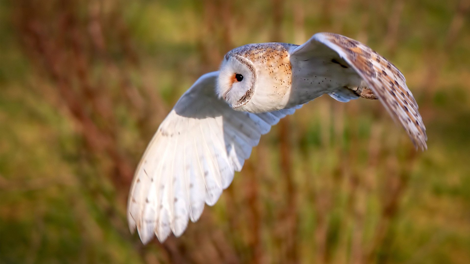 KAIYUN 中国大陆-VALORANT ZetaDivision表现不稳 粉丝担忧，valorant现状