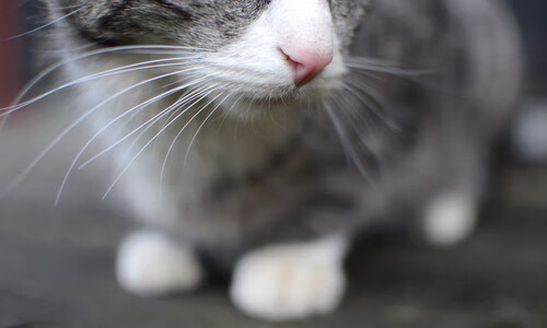 开云网页版-九游oplastic_ 法甲豪门最新引援引发热议，法甲豪门排名