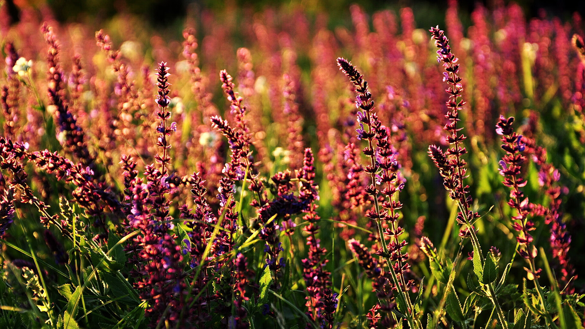 明星助阵,台球赛事受关注度飙升,明星打台球