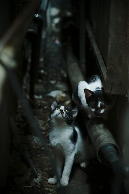 开云·体育官网APP下载-足球运动普及教育进入中小学课程体系，足球已被纳入学校体育课程必修内容