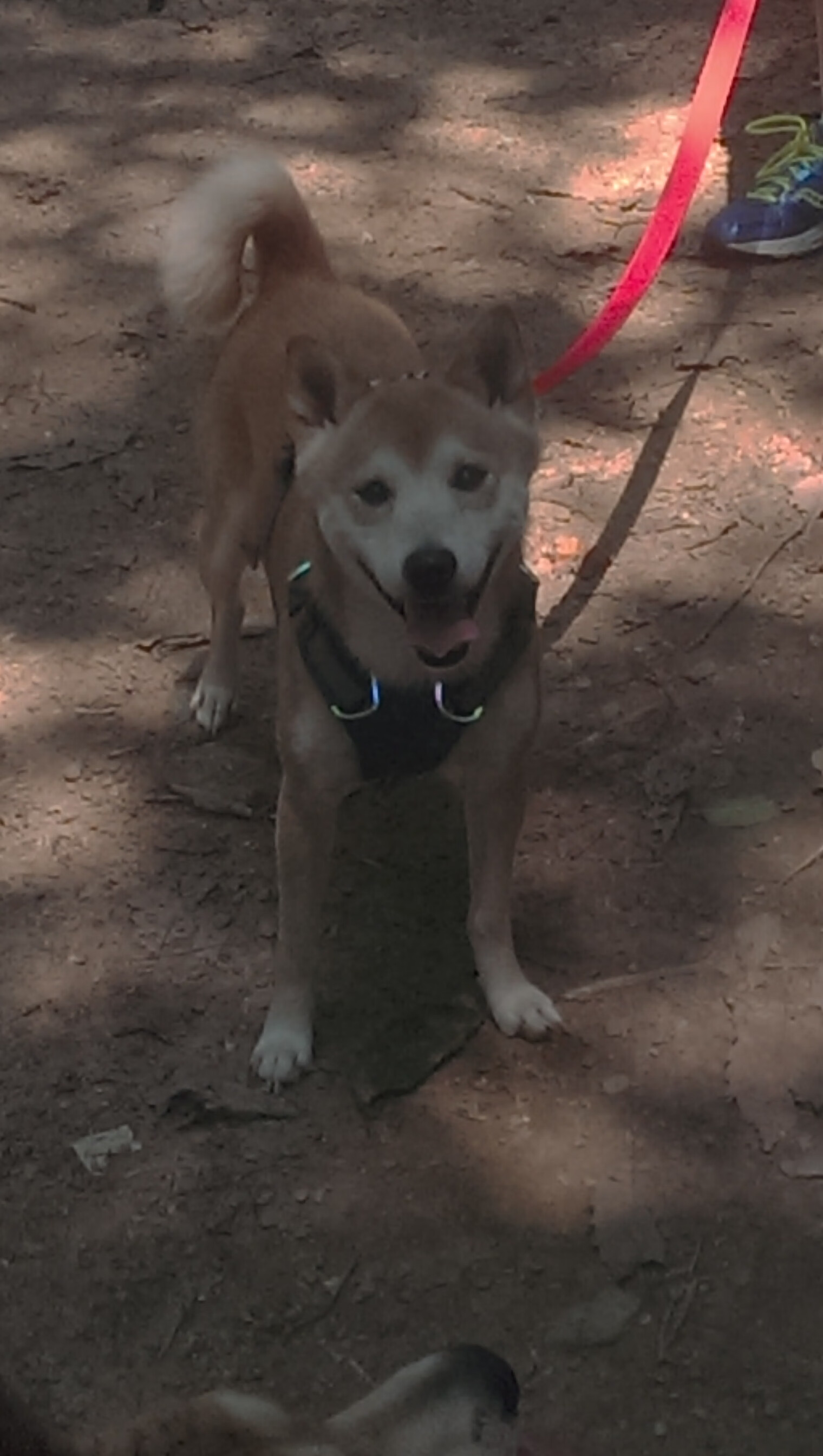 Kaiyun(中国)开云-哥伦比亚马术协会与国际马术联合会合作，举办国际马术交流活动，促进技术交流。