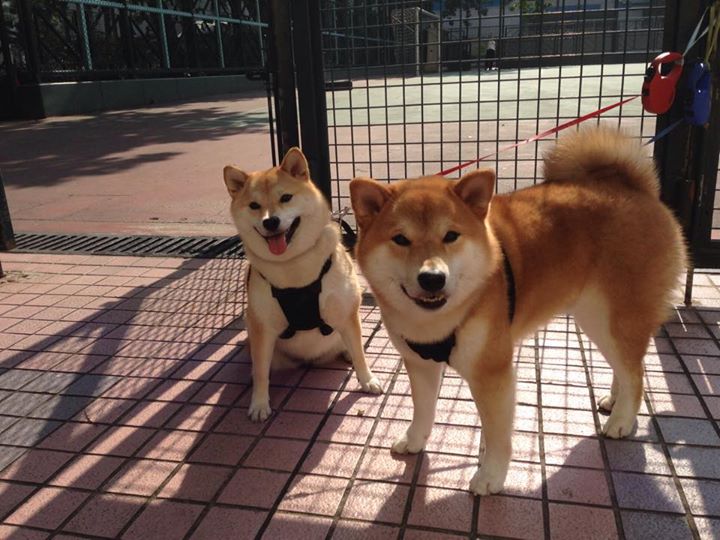 开云·体育全站登录地址-哥伦比亚马术协会与美洲马术协会合作，举办国际马术交流活动，促进文化互鉴。