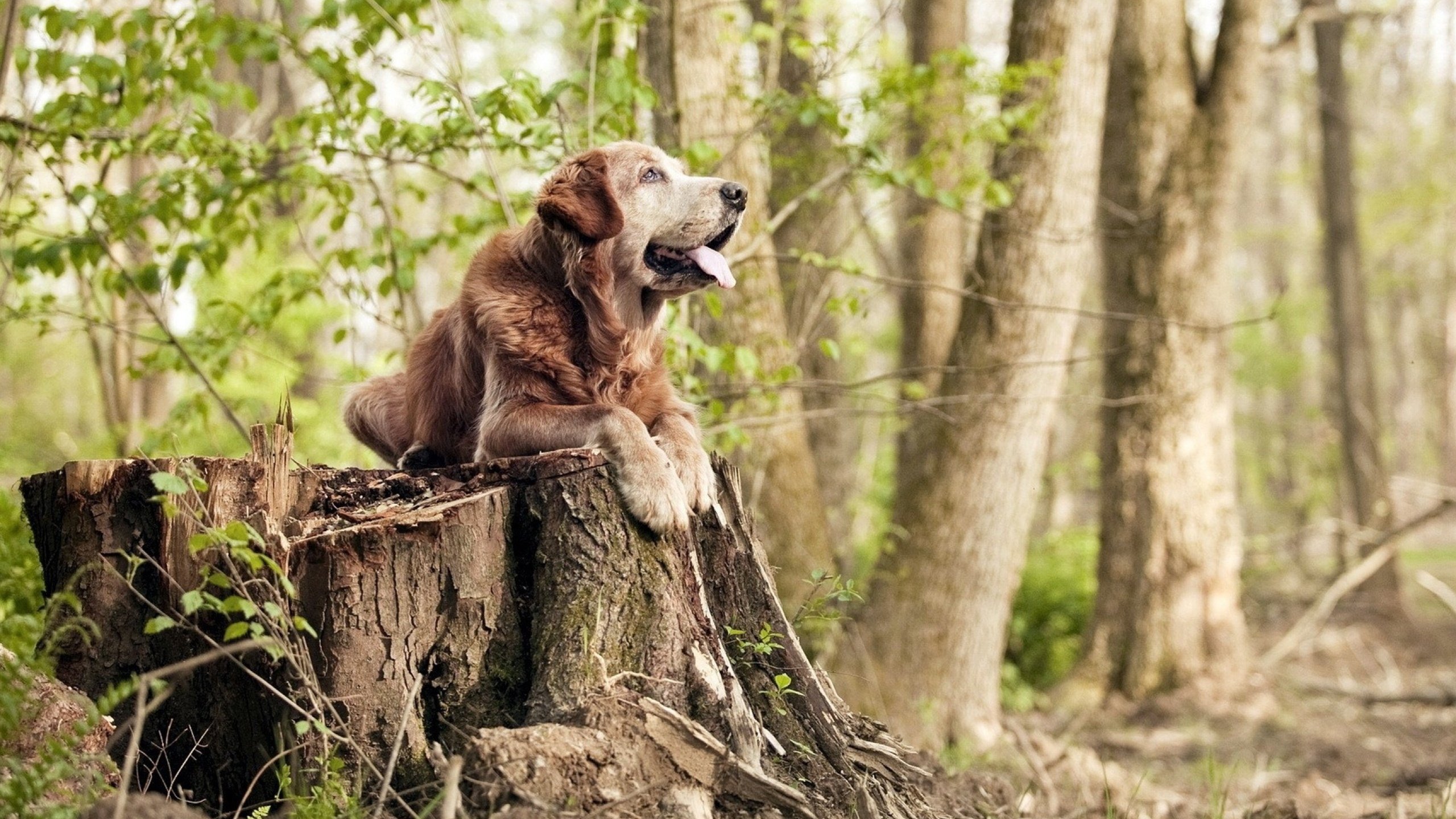 哥伦比亚马术协会与非洲马术协会开展技术援助项目,提升当地水平。