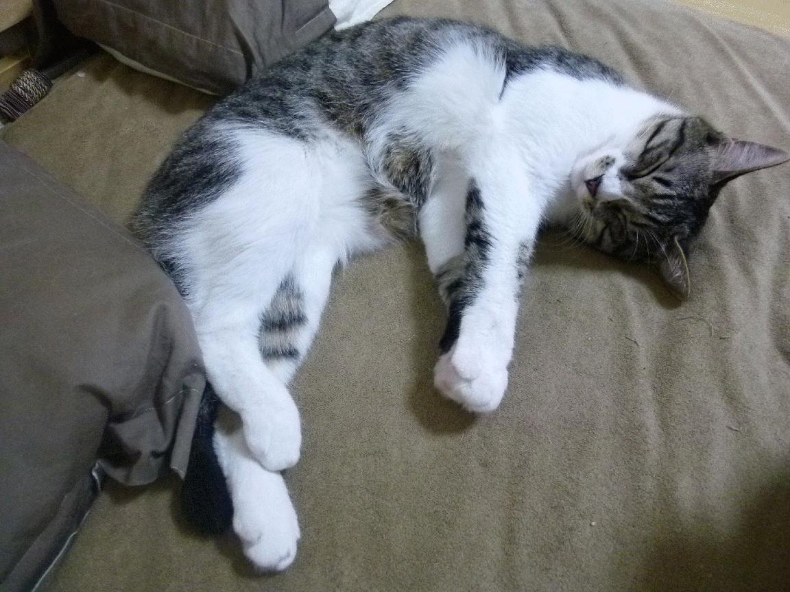 Kaiyun APP-墨西哥马术协会与欧洲马术协会签署合作协议，共同举办国际赛事。