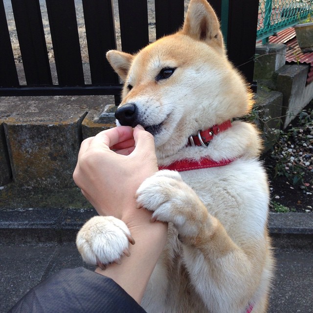 kaiyun网站-意甲球员荣获本赛季最佳射手称号，意甲最佳射手2020