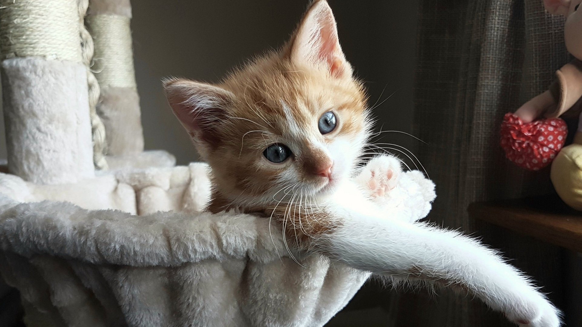 开云·Kaiyun网页版-新卡斯尔主场逆转对手，保级前景一片光明，卡尔斯k