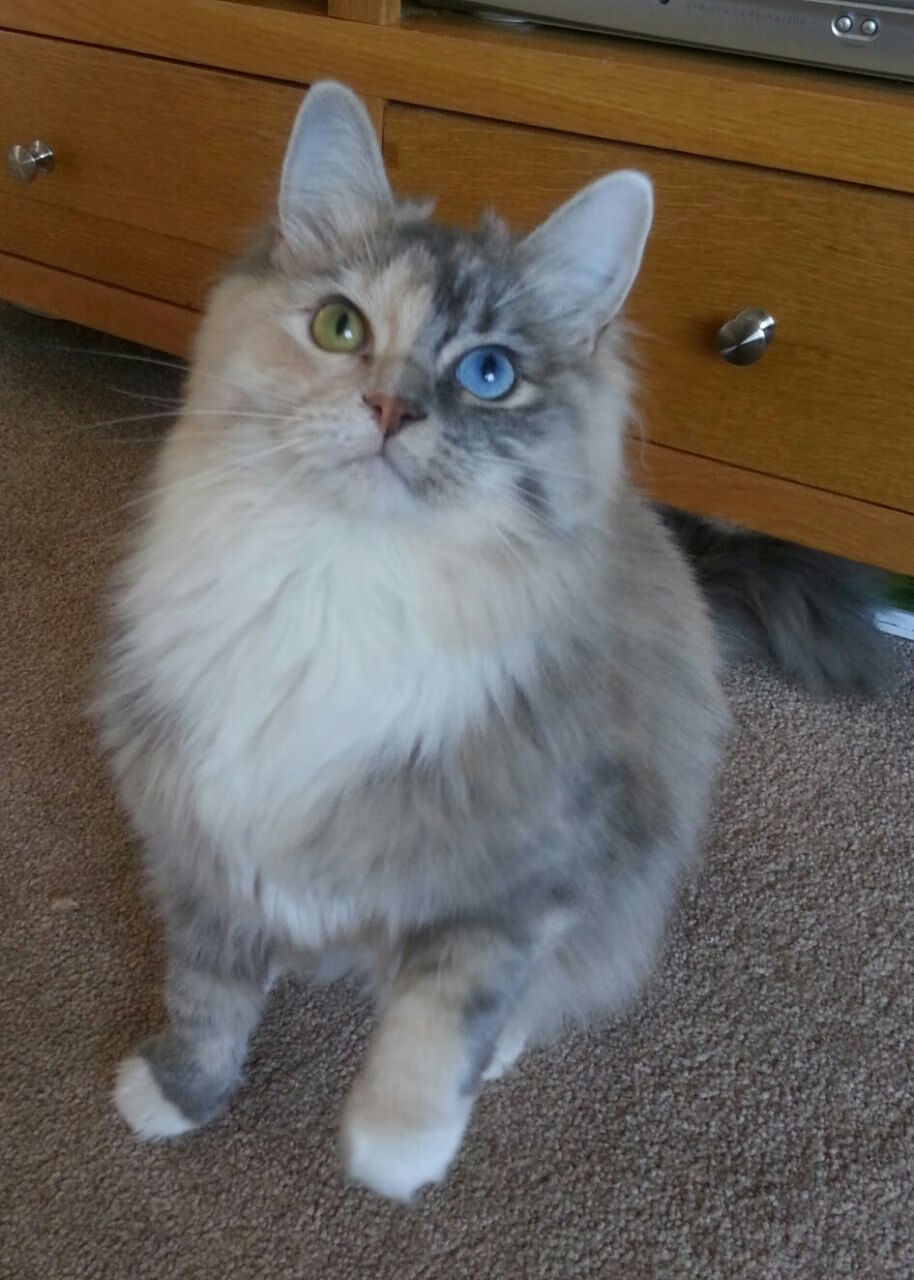 开云体育视频直播-沃特福德门将状态神勇，黄蜂军团保级希望重燃，沃特福德联