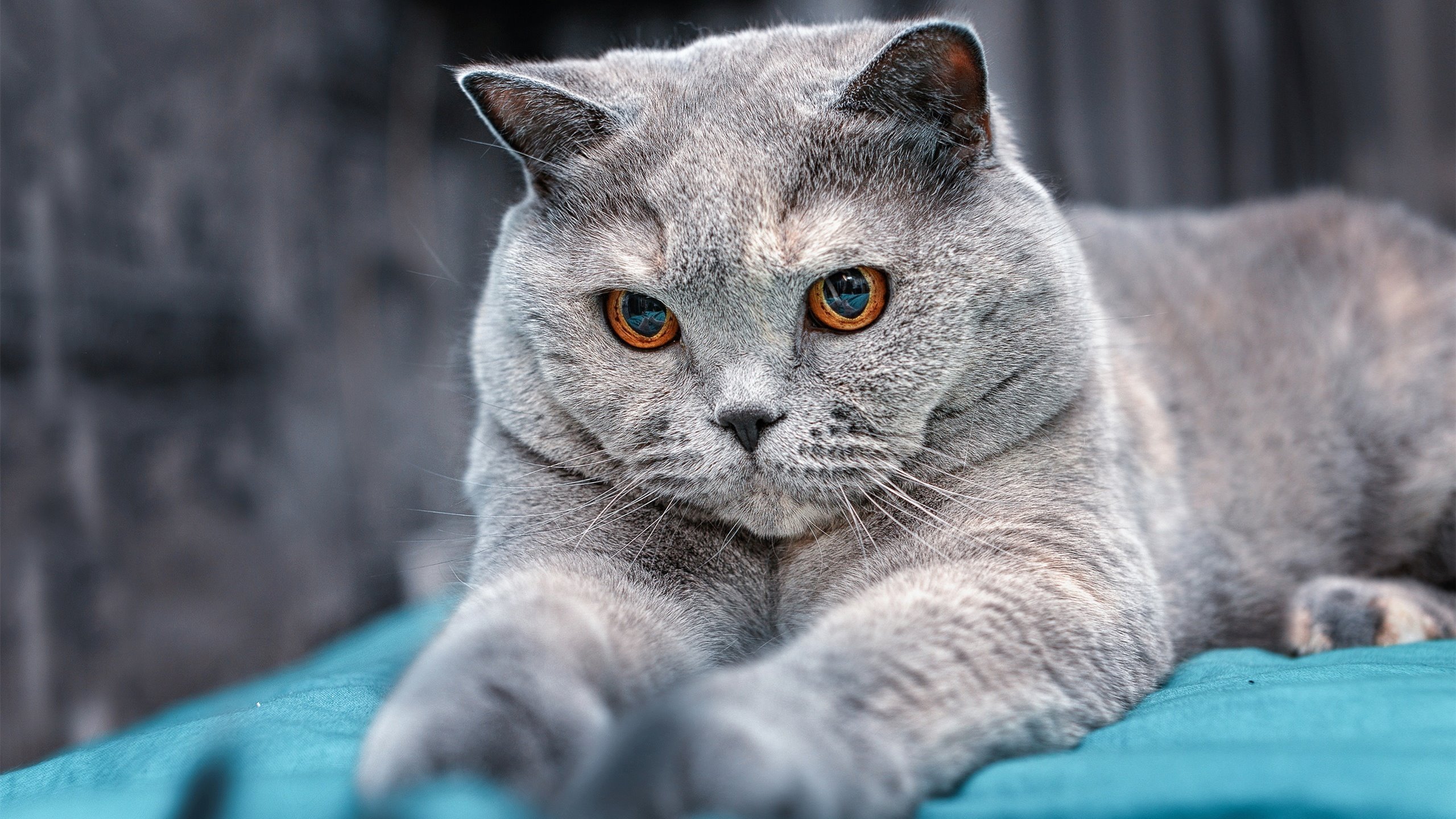 开云官网-瑞典女足奋力一搏，努力进军前列，瑞典女足首发名单