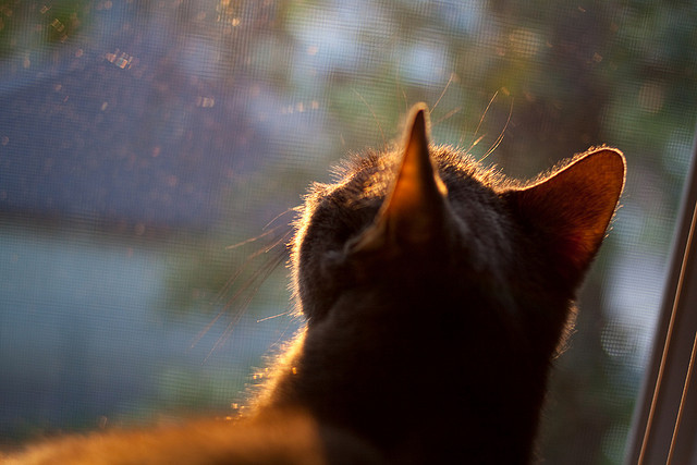 雷霆压哨战胜步行者，全明星赛前哨战中亚历山大贡献关键助攻，雷霆后卫亚历山大