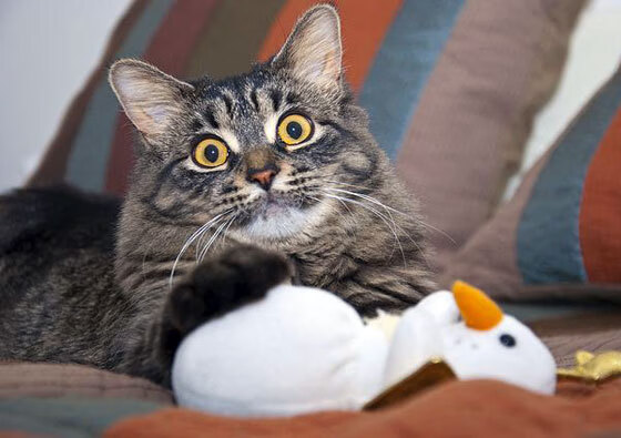 全国高校滑雪邀请赛燃爆冬日激情，全国滑雪锦标赛