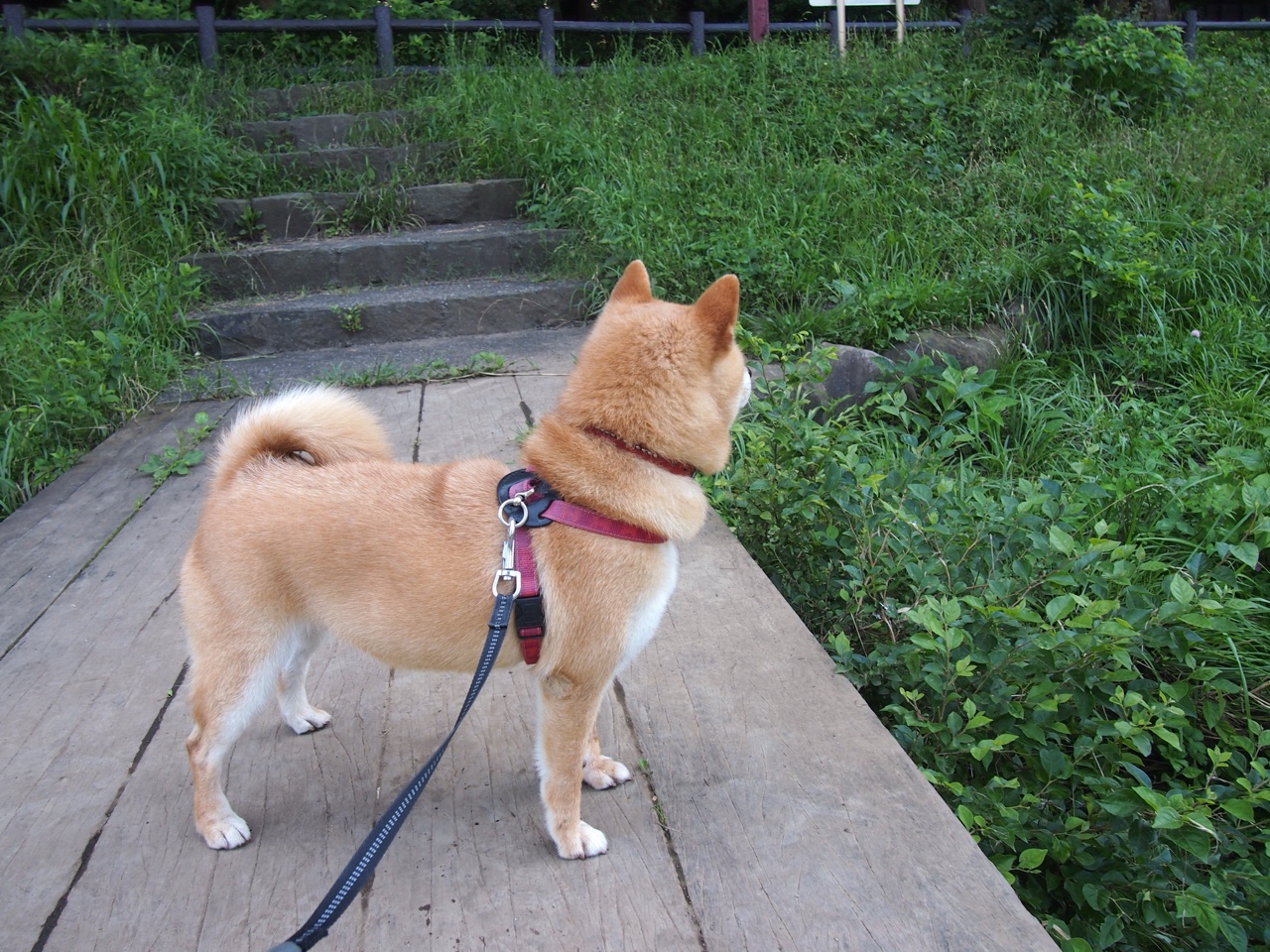 开云网站-新闻中心发布人才培养方案，人才培养具体实施方案