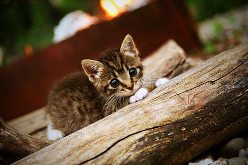 青少年体育社会环境影响因素分析，社会环境对体育的影响