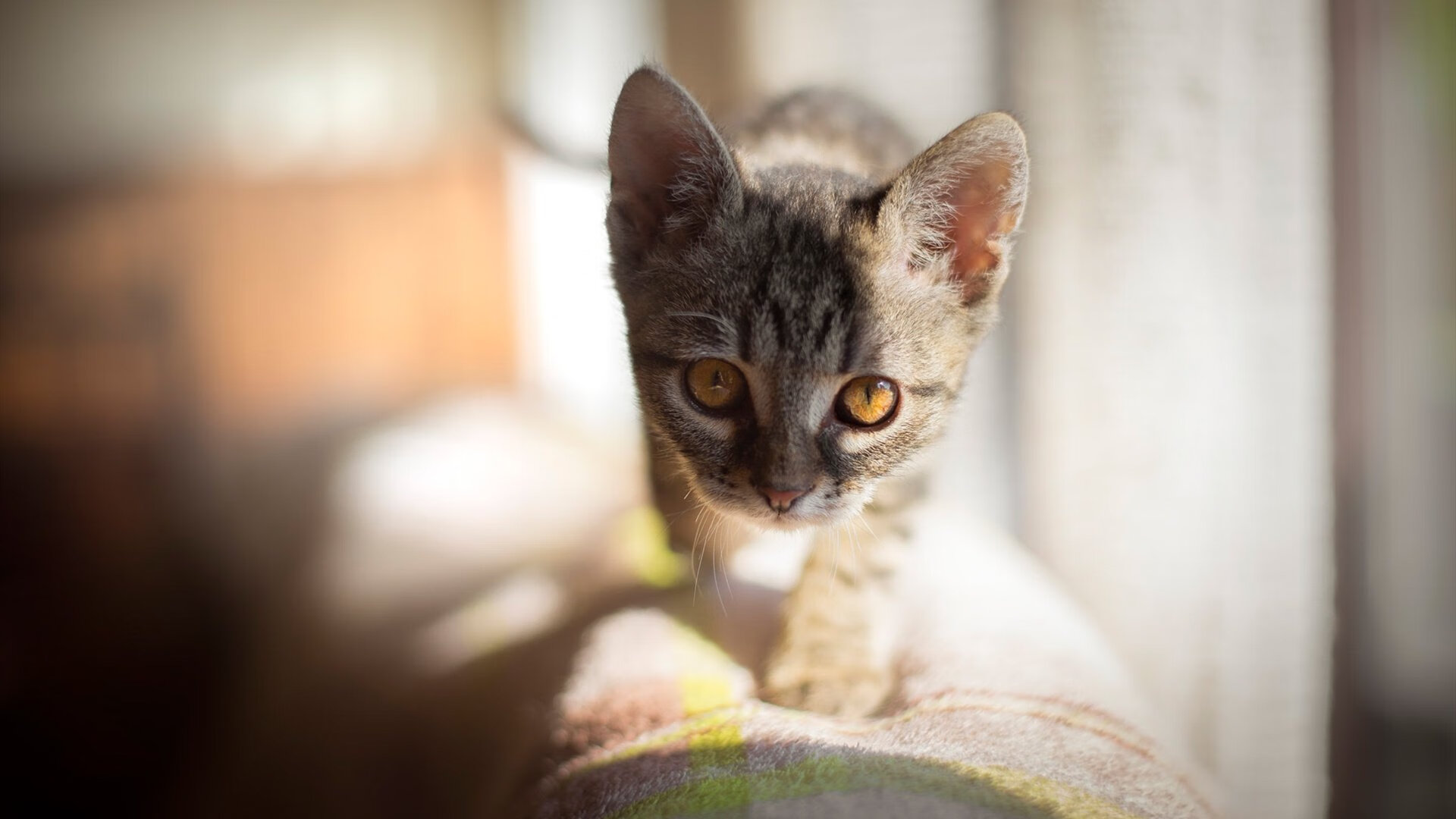 开云网页版登录入口-高尔的迅速突破与精准传球，让袋鼠队进攻更具层次